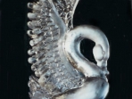 Swan 40x20 $425.00